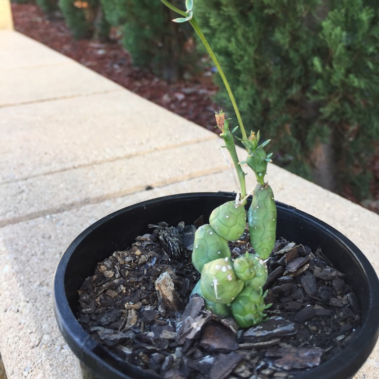 Plant image Euphorbia globosa