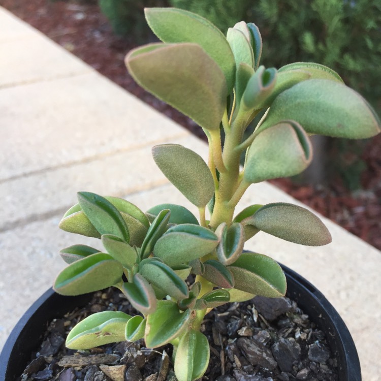 Plant image Peperomia asperula