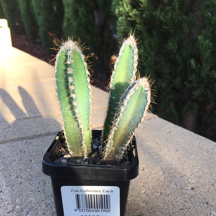 Plant image Cereus forbesii