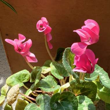 Cyclamen (Hardy)