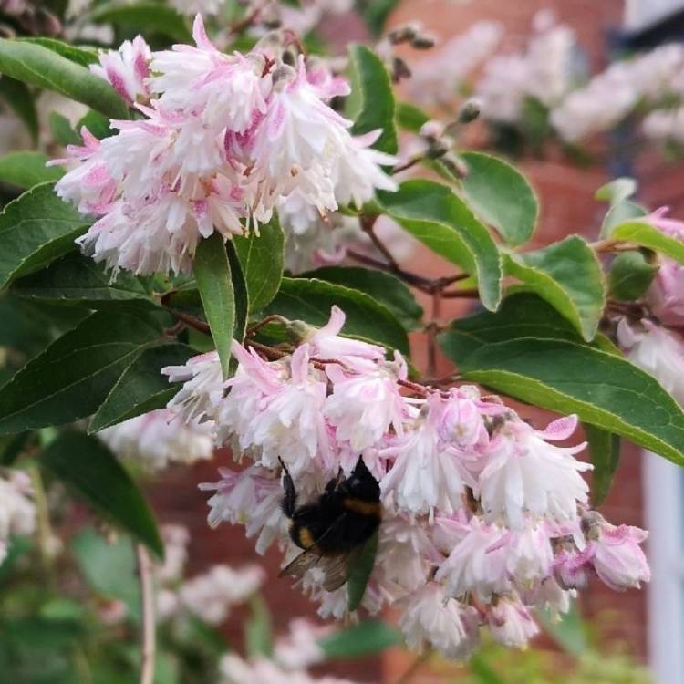 Plant image Staphylea holocarpa 'Rosea'