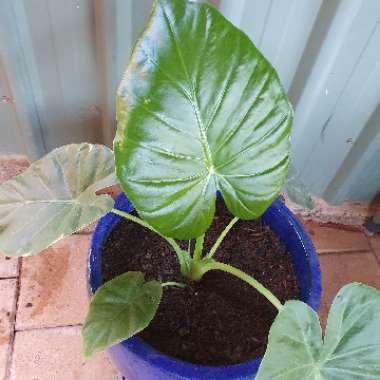 Alocasia