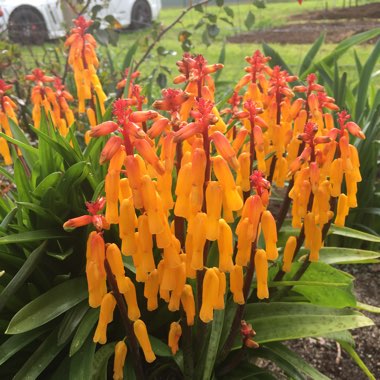 Lachenalia Aloides