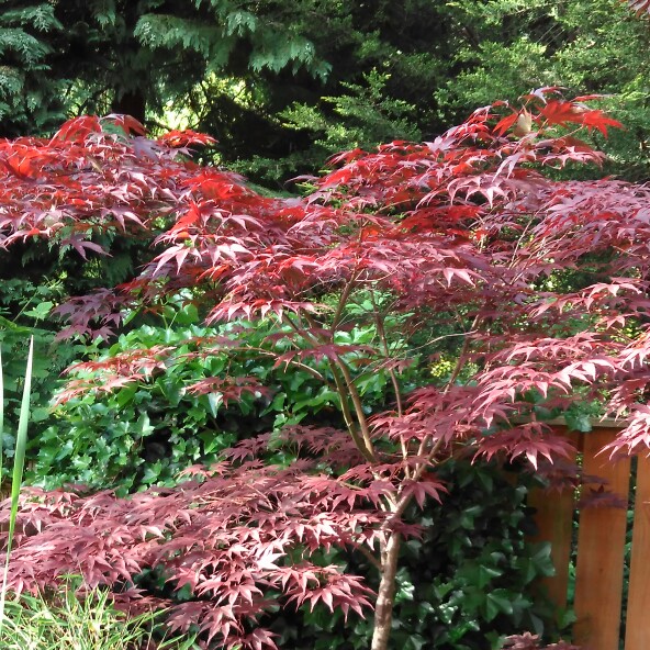 Japanese Maple 'Crippsii'