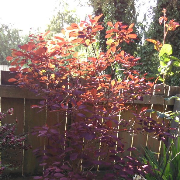 Smoke Bush