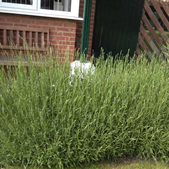 Lavender 'Hidcote'