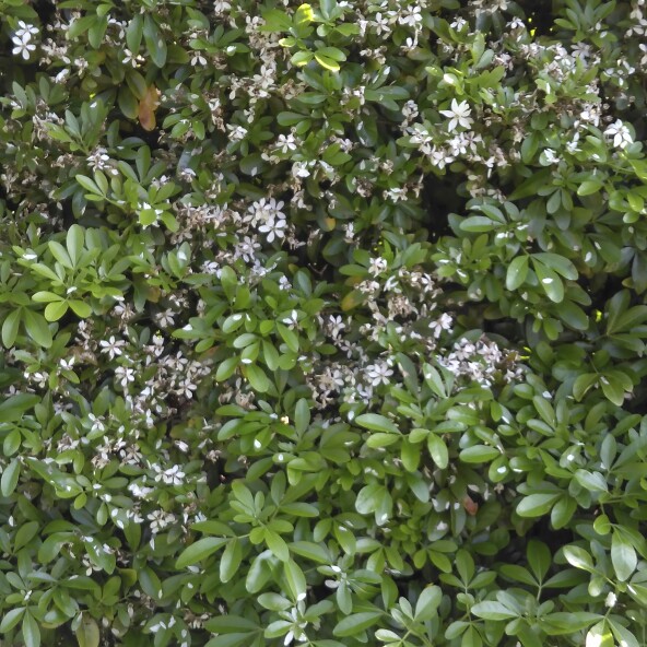 Mexican Orange Blossom