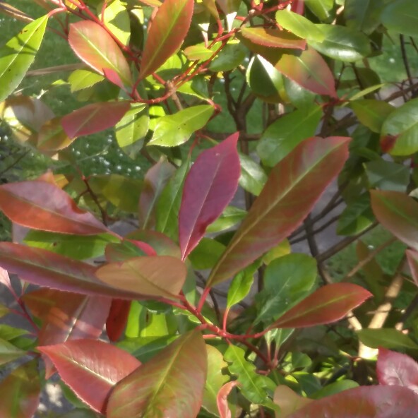 Photinia 'Magical Volcano'