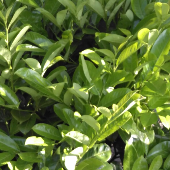 Cherry laurel 'Schipkaensis'