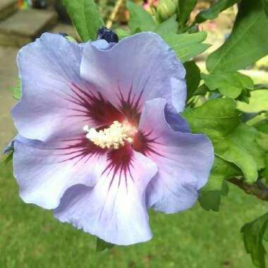 Rose of Sharon 'Blue Bird'