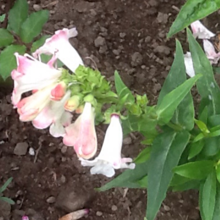 Plant image Penstemon 'Phoenix Red'