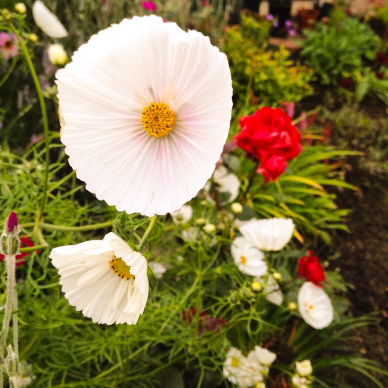 Cosmos Bipinnatus 'Cupcake'