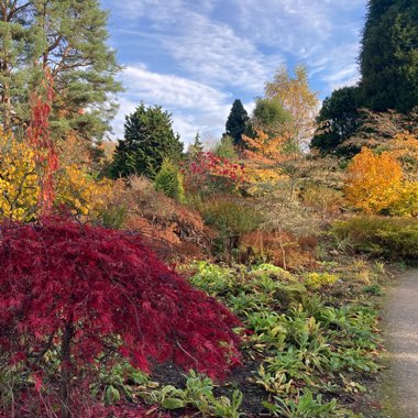 Geoff's garden