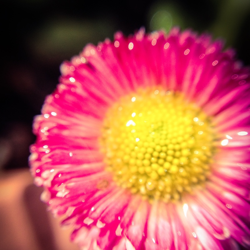 Plant image Bellis perennis 'Big Bob'