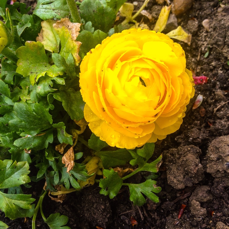 Plant image Ranunculus acris 'Flore Pleno'