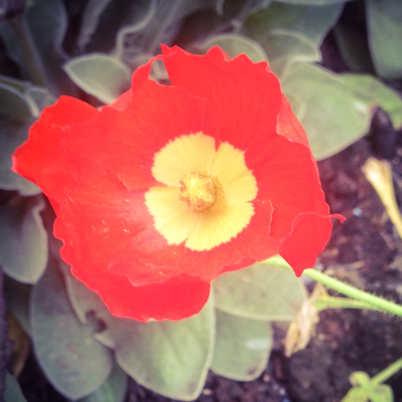 Plant image Papaver nudicaule 'Gartenzwerg Group' syn. Papaver nudicaule 'Garden Gnome Group'