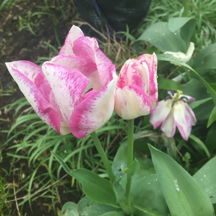 Plant image Tulipa 'Apricot Parrot'