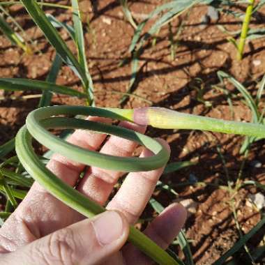 Allium tuncelianum