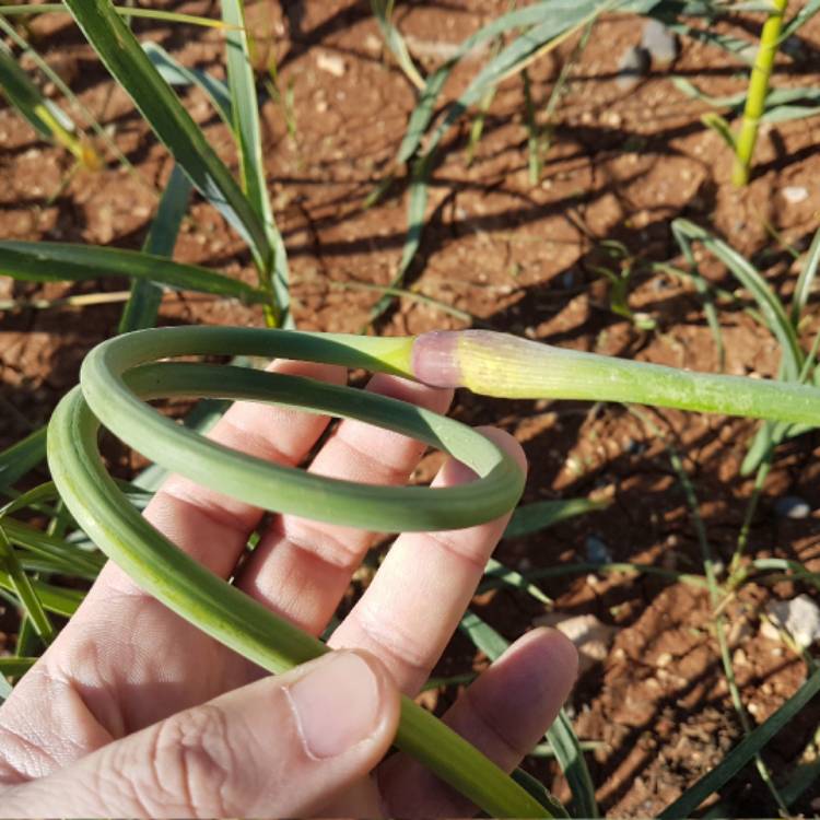 Plant image Allium tuncelianum