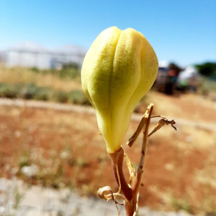 Plant image Lilium candidum