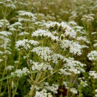 Origanum Vulgare