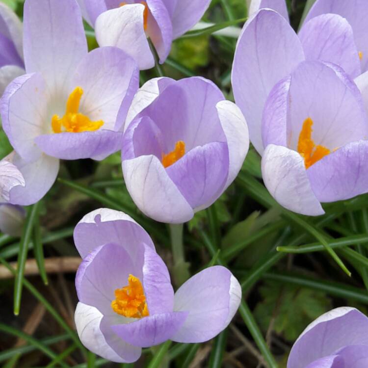 Plant image Crocus tommasinianus