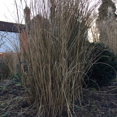 Miscanthus sinensis 'Zebrinus'