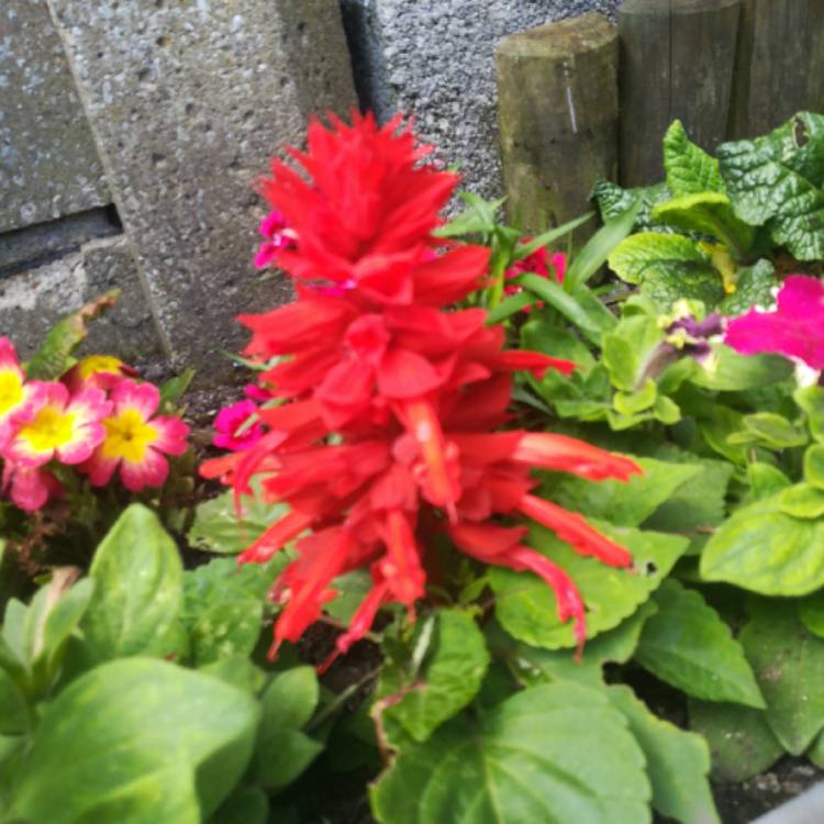 Plant image Salvia splendens 'Fireball'