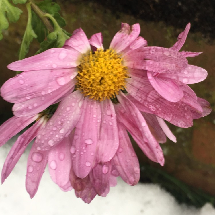 Plant image Aster alpinus 'Dunkle Shone' (Dark Beauty)