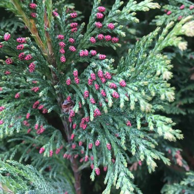 Cupressus Sempervirens