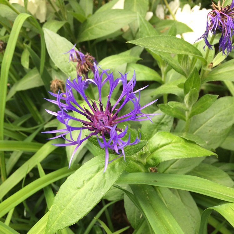 Plant image Centaurea cyanus 'Red Ball'