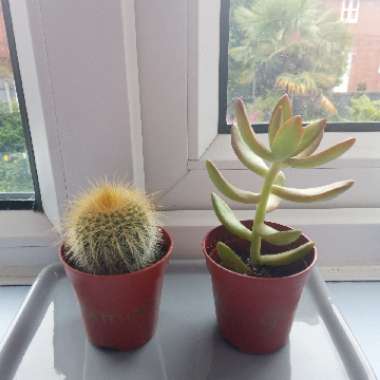 Golden barrel cactus