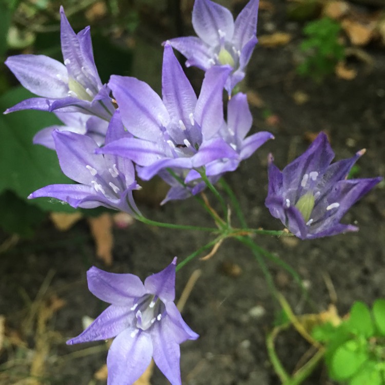 Plant image Triteleia syn. Brodiaea candida ;  Brodiaea laxa