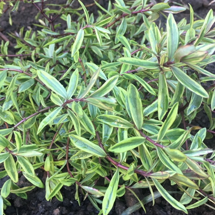 Plant image Hebe 'Purple Shamrock'