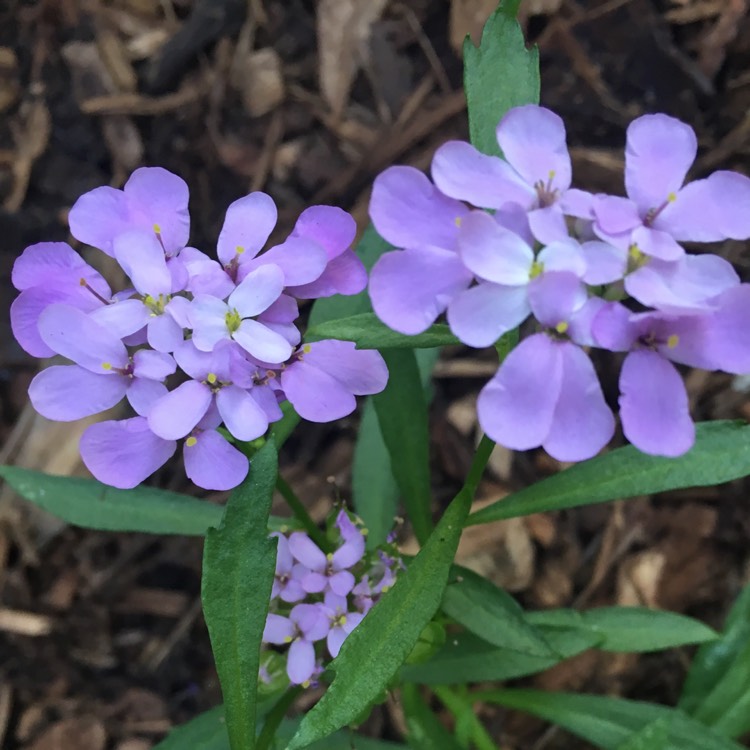 Plant image Iberis umbellata