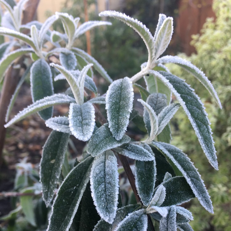 Plant image Buddleja davidii 'Pixie Red'