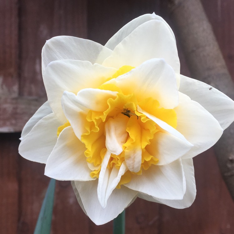 Plant image Narcissus