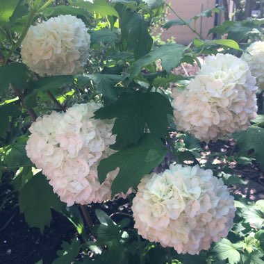 Viburnum opulus 'Roseum' syn. Viburnum opulus 'Sterile'