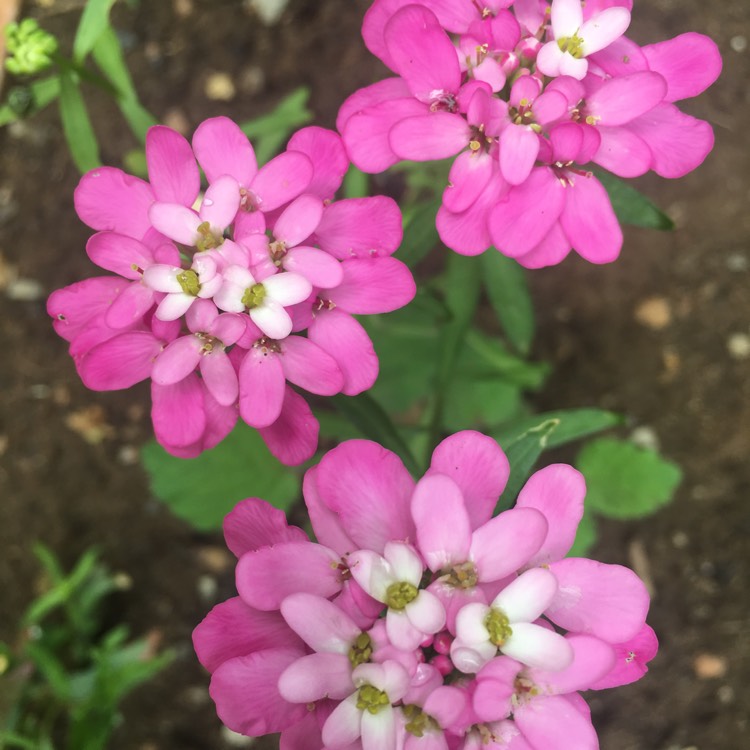 Plant image Iberis umbellata