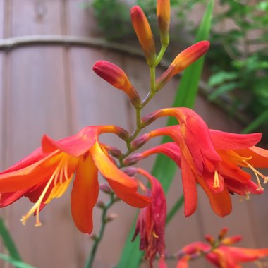 Montbretia