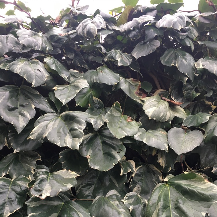 Plant image Hedera helix 'Cavendishii' syn. 'Marginata Minor'