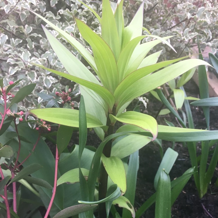 Plant image Lilium 'Frontera'