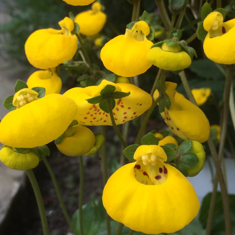 Calceolaria 'Klech10008' Calynopsis Yellow With Red