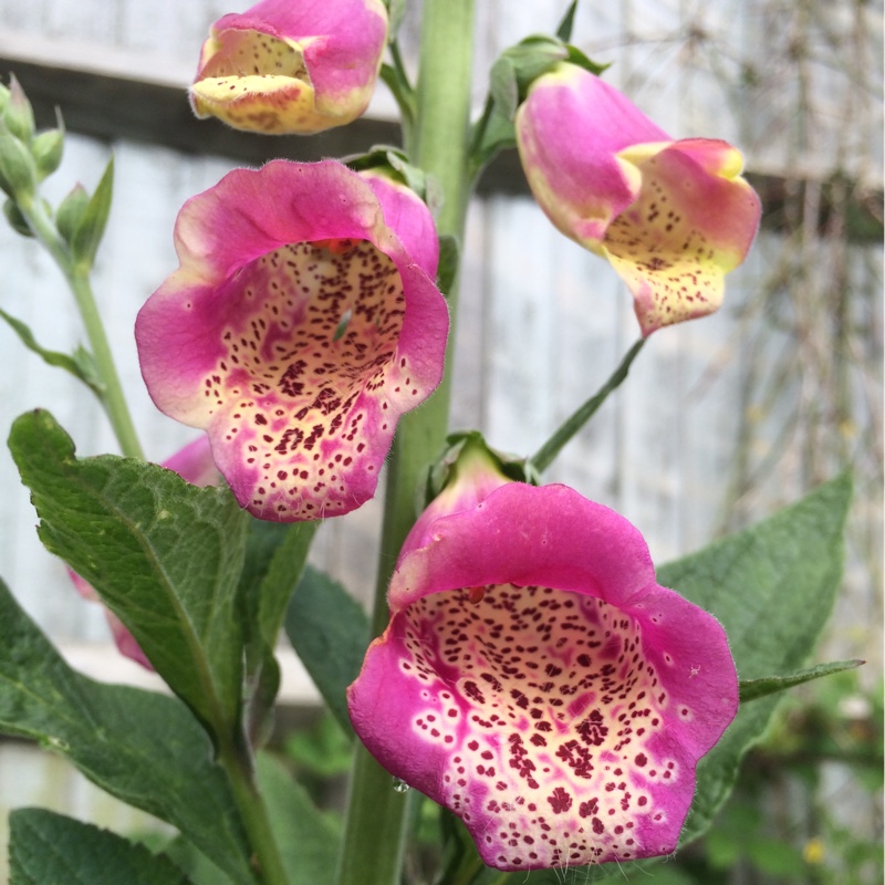 Plant image Digitalis purpurea 'Camelot Rose'