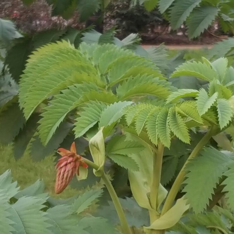 Plant image Melianthus major 'Purple Haze'