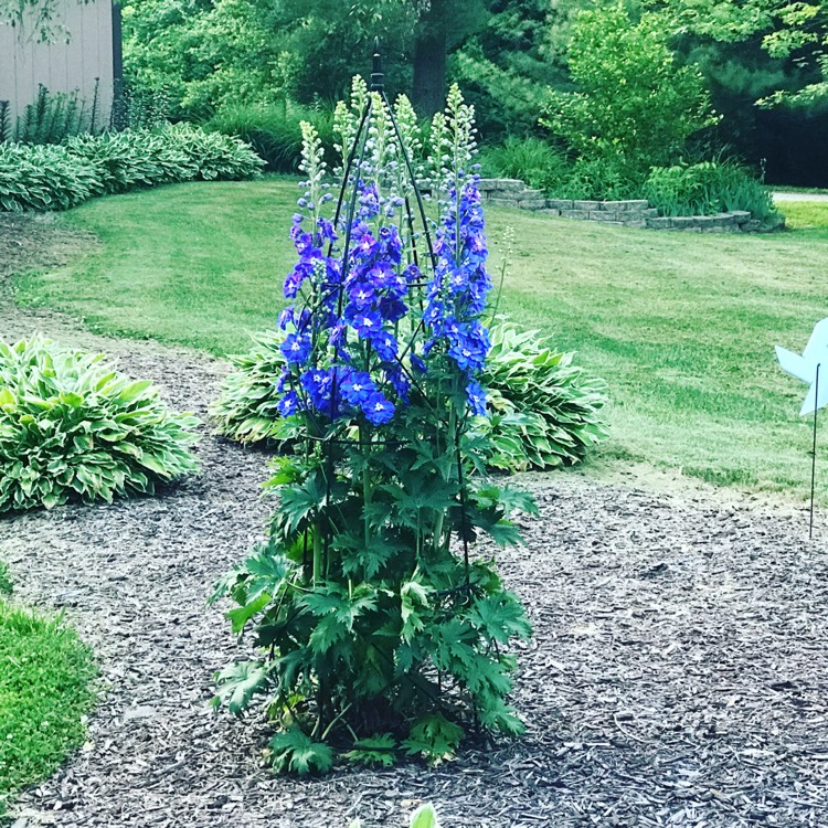 Plant image Delphinium elatum 'Blue Lace'