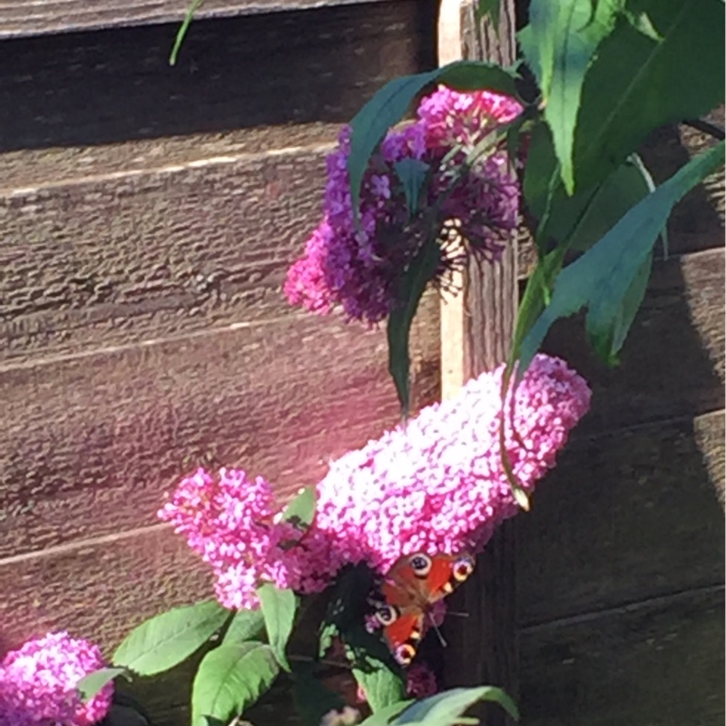 Butterfly Bush 'Buzz Indigo'