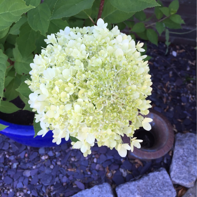 Hydrangea 'Limelight'