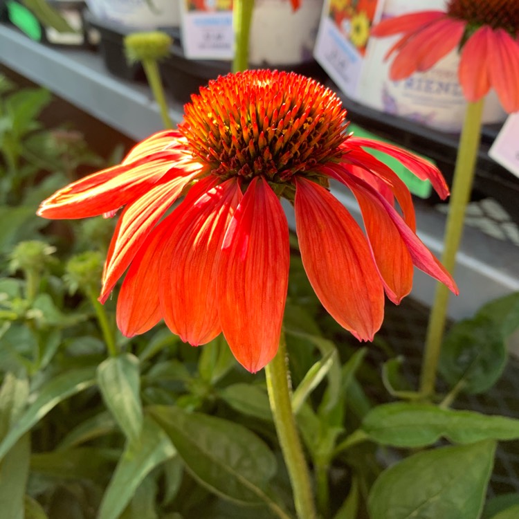 Plant image Echinacea 'Cheyenne Spirit' (Orange)