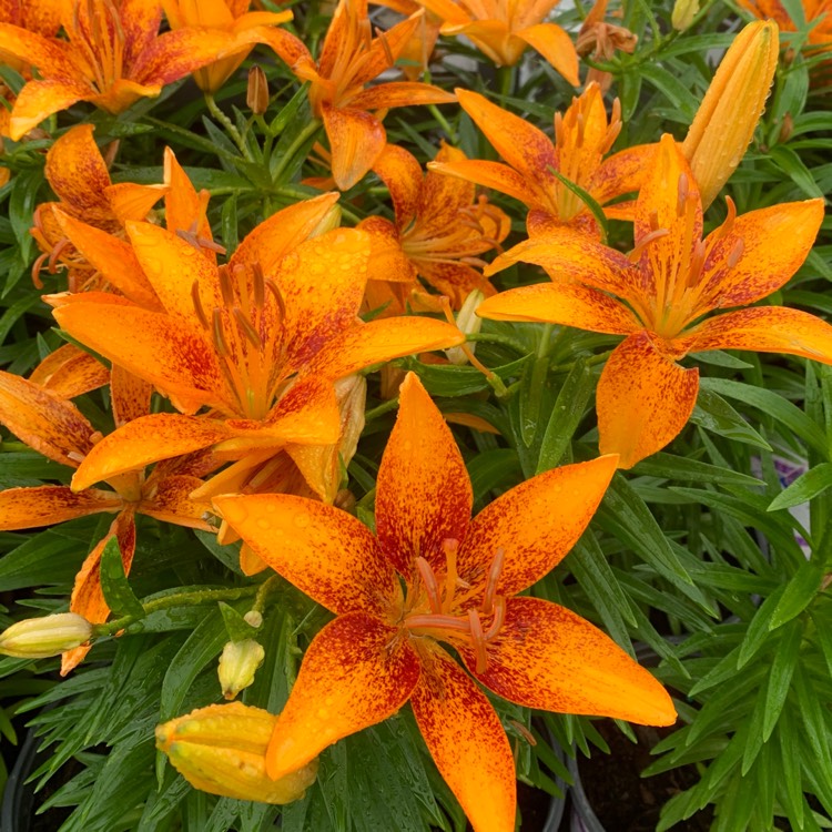 Plant image Lilium 'Tiny Orange Sensation'